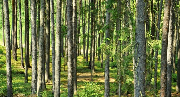Photo of Nature reserve Andrejsky ,Stary Plzenec, Czech Republic