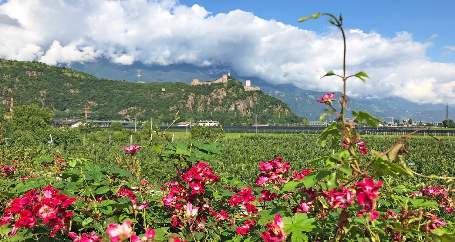 South Tyrolean Wine & Alpine Pasture Trail
