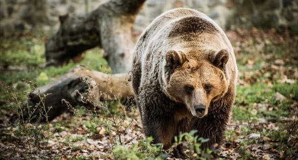 Photo of Wild brown bear walking in the woods ,Brașov Zoo ,Romania .