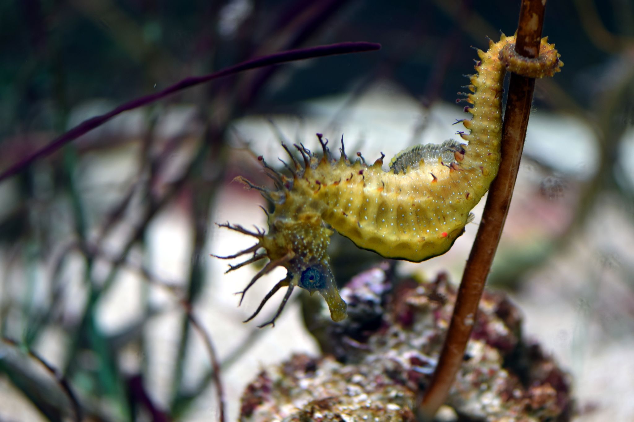 Photo of Yellow spotted seahorse underwater in aquarium with some vegetation, Pula, Croatia.