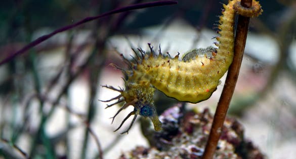 Photo of Yellow spotted seahorse underwater in aquarium with some vegetation, Pula, Croatia.