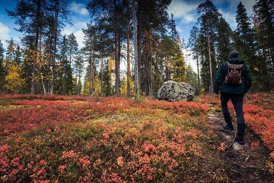 ワイルドベリー＆マッシュルームピッキングツアー