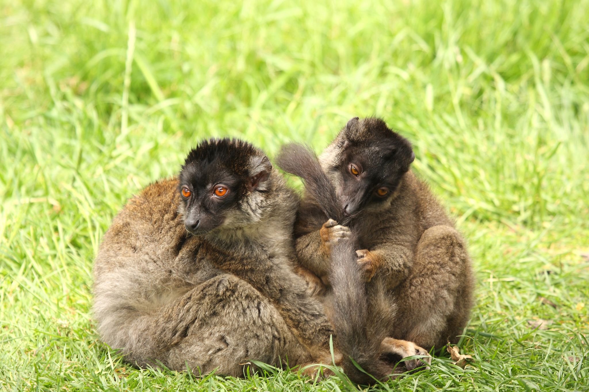 Photo of Brown Lemurs on Safari.
