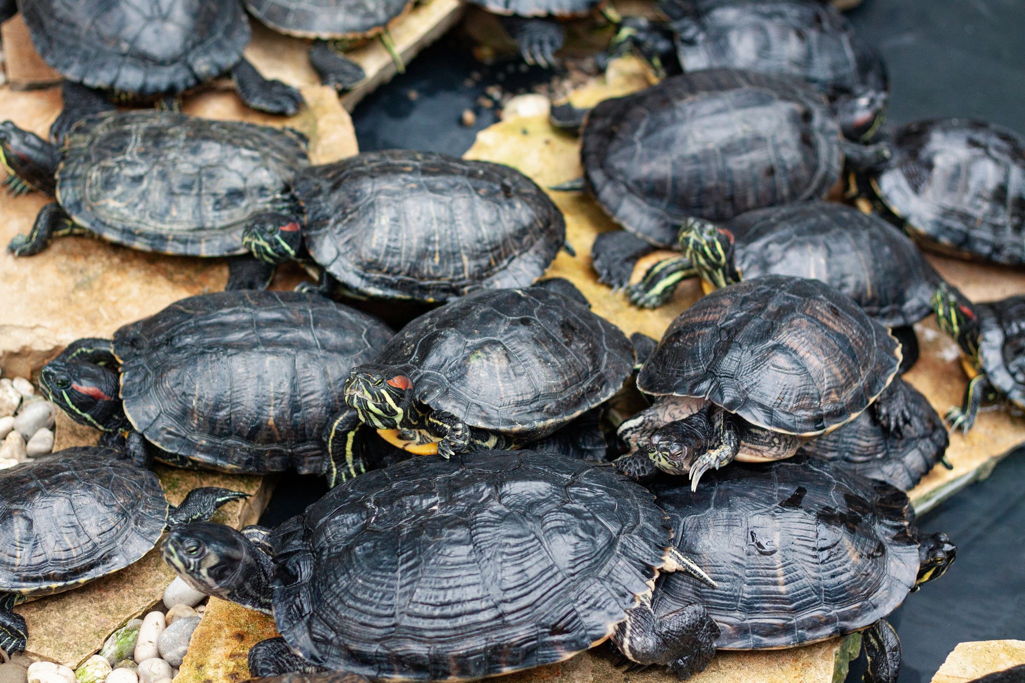 Photo of Red Eared Slider Turtles Trachemys scripta elegans resting on a Rock, Pula aquarium, Croatia.