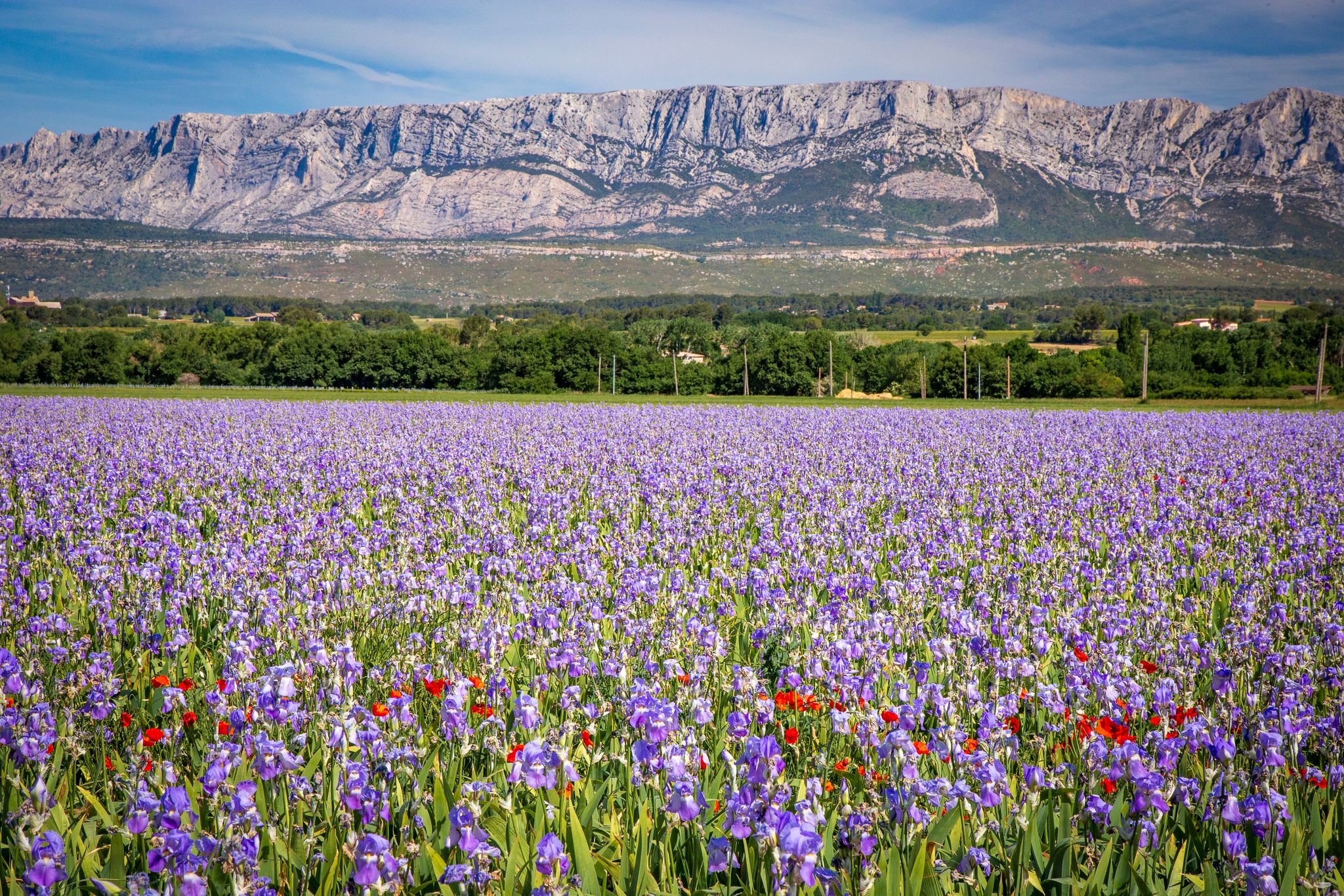 Blooming iris field near Montagne Sainte-Victoire, in the countryside near Aix-en-Provence, southern France..jpg