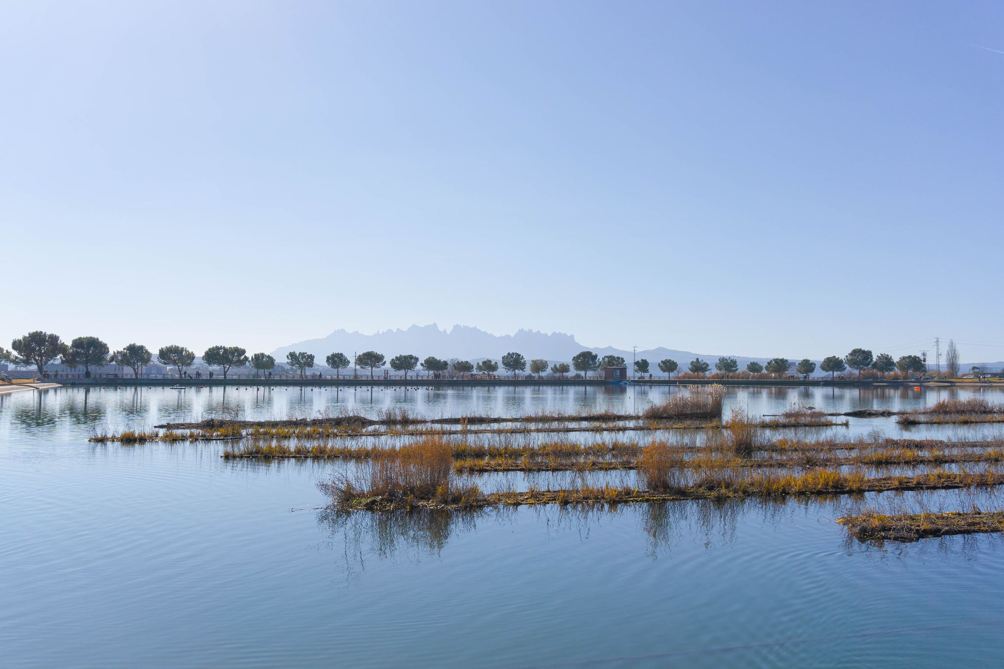 photo of freshwater plants in the Parc de l'Agulla in Manresa, Spain.