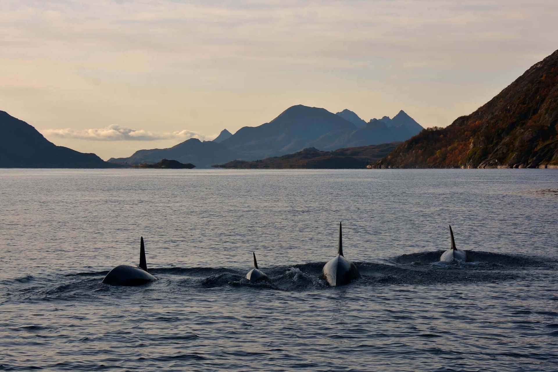 From Svolvær: Lofoten RIB Sea Eagle Safari Trollfjord Cruise