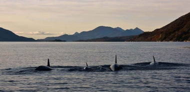 From Svolvær: Lofoten RIB Sea Eagle Safari Trollfjord Cruise