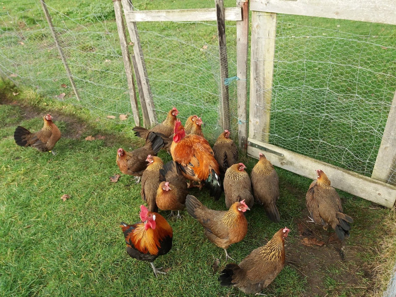 Ferme la BARBANNE, Libourne, Gironde, New Aquitaine, Metropolitan France, France