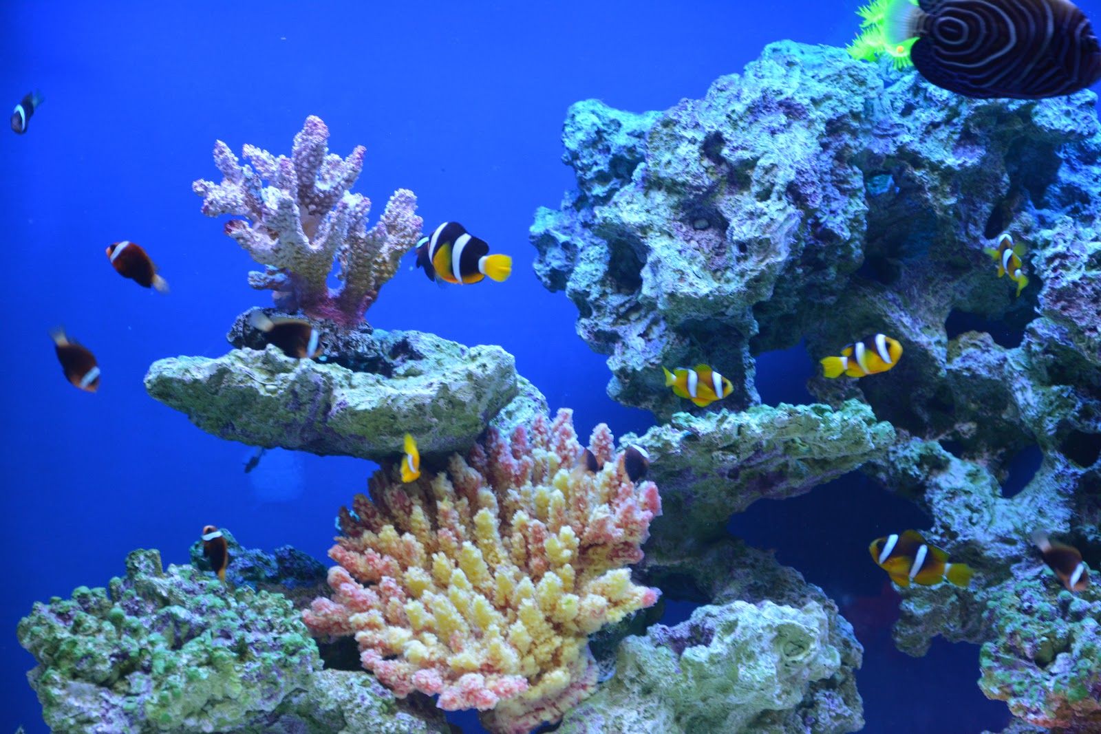 Oceanarium Pobierowo, gmina Rewal, Gryfice County, West Pomeranian Voivodeship, Poland