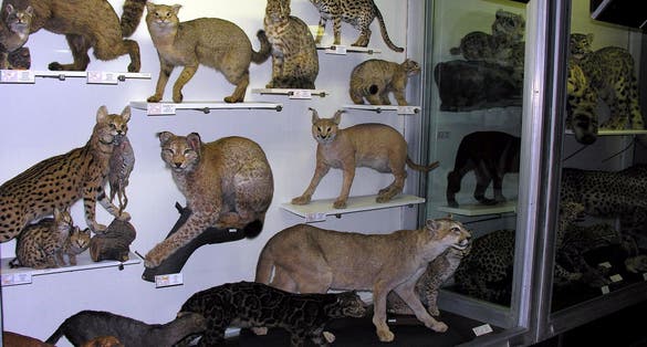 Tado Ivanausko zoologijos muziejus, Kaunas.