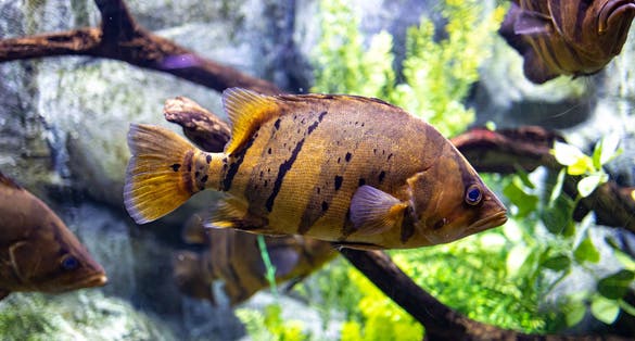 Photo of beautiful little fish animal swimming in the aquarium of the zoo of Zaragoza in Spain on a dark background .