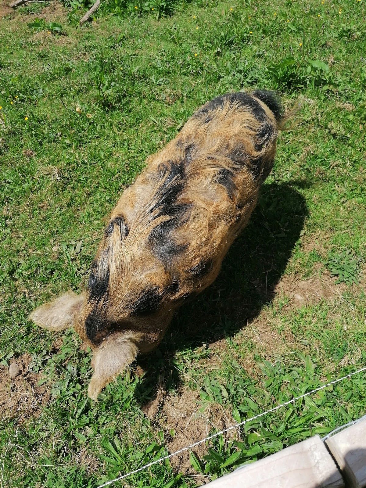 Secret Valley Wildlife Park, Coolnacon, Clonroche ED, The Municipal District of New Ross, County Wexford, Leinster, Ireland