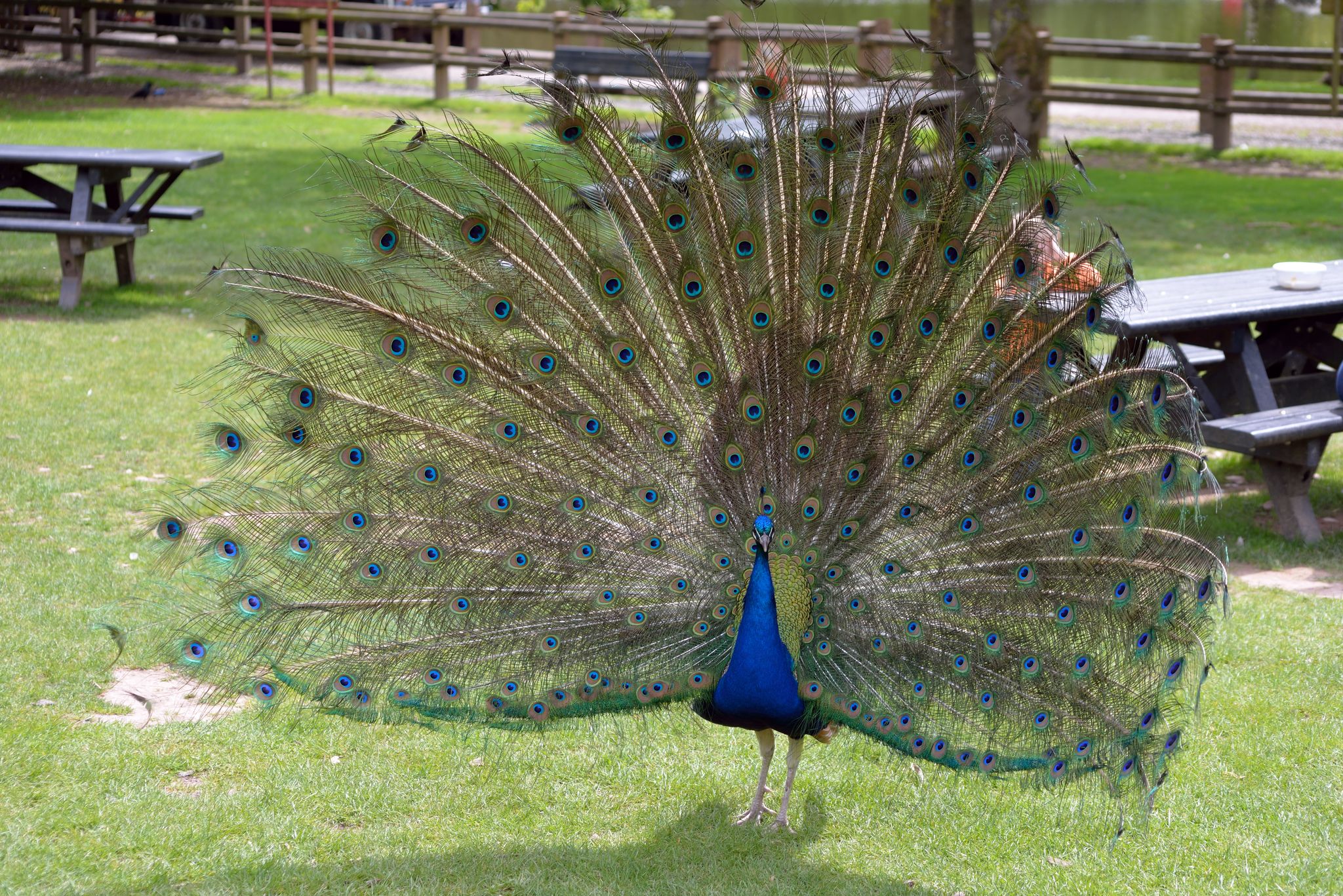 Photo of peacock in fota wildlife park near cobh county cork Ireland.