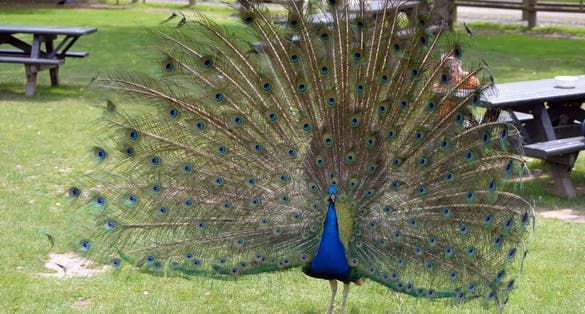 Photo of peacock in fota wildlife park near cobh county cork Ireland.