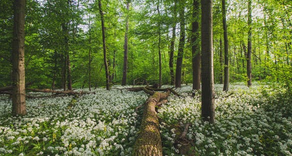 Photo of Polanská niva Nature preserve in Ostrava, Czechia.