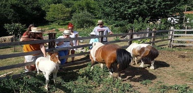 Cook like a local Greek Cooking lesson in Mt Pelion Greece