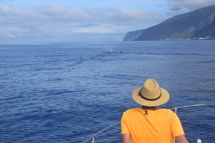 Whale and Dolphin Watching Tour in Madeira, Portugal