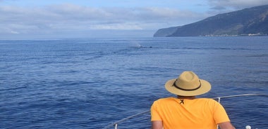 Whale and Dolphin Watching Tour in Madeira, Portugal