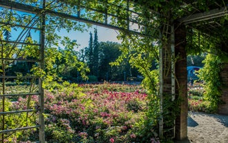 Różanka Rose Garden