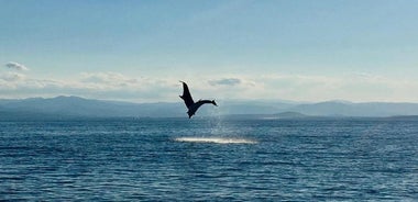 Excursion d'observation des dauphins - de Golfo Aranci