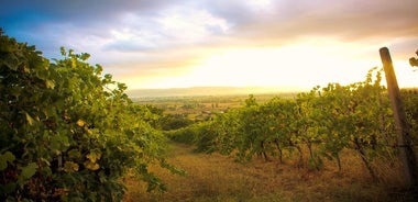 Enologo per un giorno: tour di un'azienda vinicola biologica