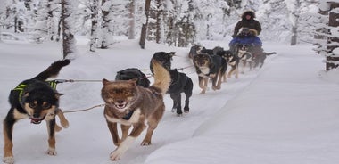 Husky-Tour am Vormittag zum Zurücklehnen und Entspannen