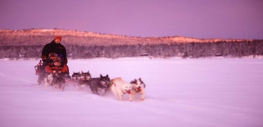 Kiruna: Fjölskylduvæn Stutt Sleðferð með Husky og Kaffi