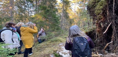 Suivi des loups et de la faune en Suède