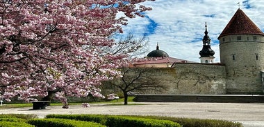 Visita guiada a pie por el casco antiguo de Tallin