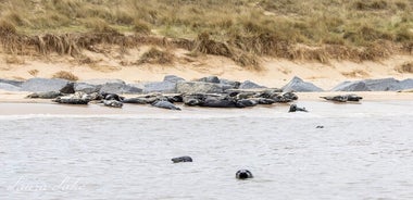 Horsey Beach Robbenbeobachtung