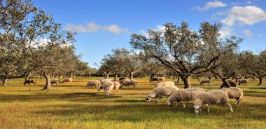 Photo of aerial view of Kalamata city and it's marina, Messenia, Peloponnese, Greece.
