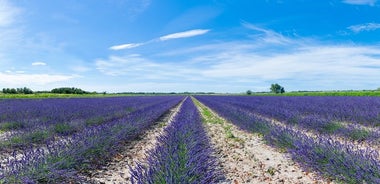 Guided tour of Lavender Distillery between Provence & Camargue