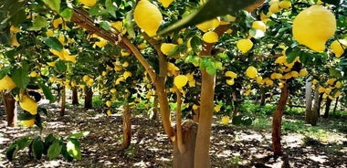 Côte Amalfitaine - Maiori : Sentier des Citrons, Visite avec Dégustation