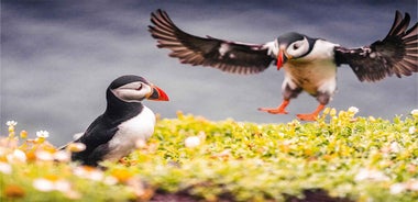 From Reykjavik: Puffin and Volcano Tour in Westman Islands