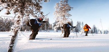 Ski Trekking Safari in Lapponia