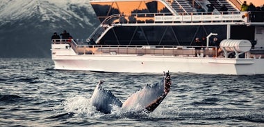 Observation silencieuse des baleines