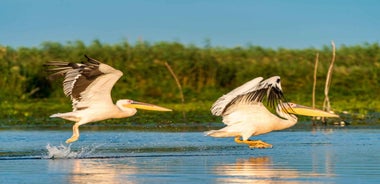 Frá Búkarest: Dagsferð til Dóná Delta - ótrúleg upplifun