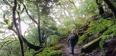 Wandern durch den Zauberwald oberhalb von Masca Halbtageswanderung Teneriffa