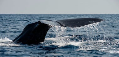 Safari de ballenas con frailecillos y muffins (Andøy, Vesterålen)