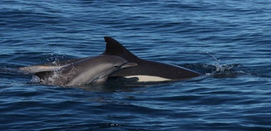 Lagoa: Dolphin watching & Benagil caves with biologist guide