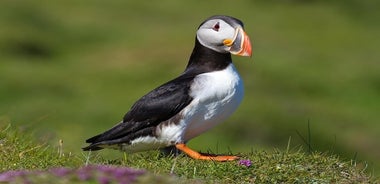 Papageientaucher- und Vulkan-Führung in Vestmannaeyjar