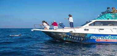 Combo Delfinbeobachtung + Insel Lobos von Corralejo