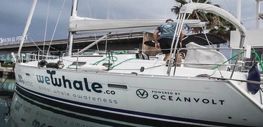 Delfin-Sonnenuntergangstour in kleiner Gruppe auf elektrischem Segelboot in Denia