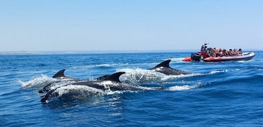 Delfines y cuevas de Benagil desde Albufeira