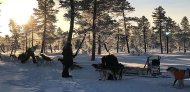 キルナでハスキーに乗る犬ぞりツアーに座る