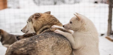 サーリセルカのラップランドハスキーサファリ