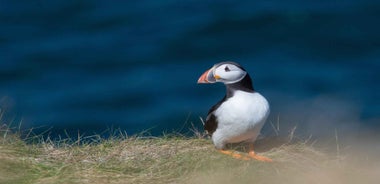 Frá Aberdeen: Norðaustur strandstígferð með lítilli hópferð