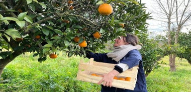 Halbtägiges Orangenpflücken und Marmeladenkochen/Mittagessen mit dem Orangenbauer