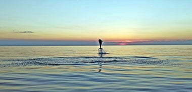 Avistamiento de delfines al atardecer con bebidas en Rovinj